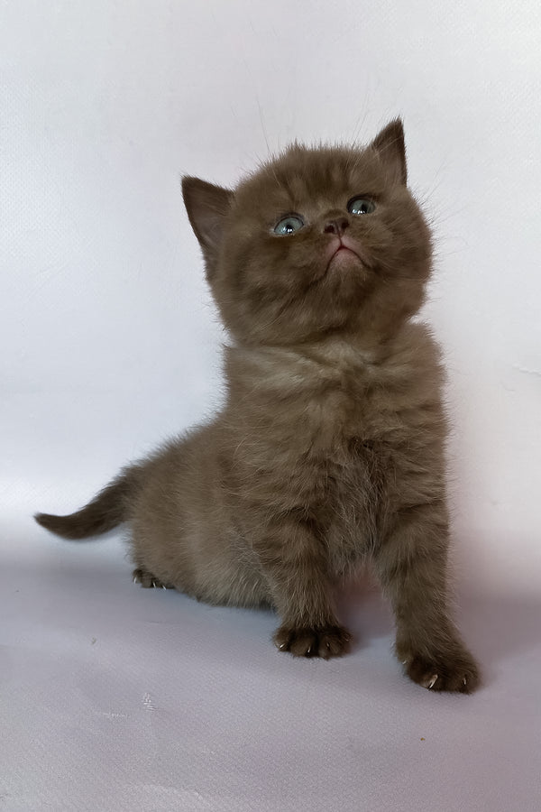 Zefir | British Shorthair Kitten