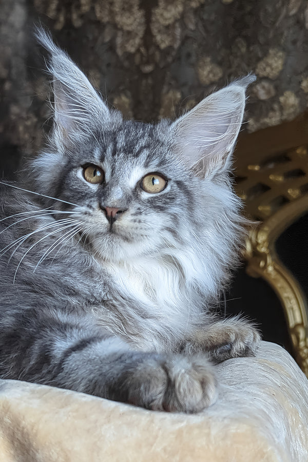 Zeitun | Maine Coon Kitten