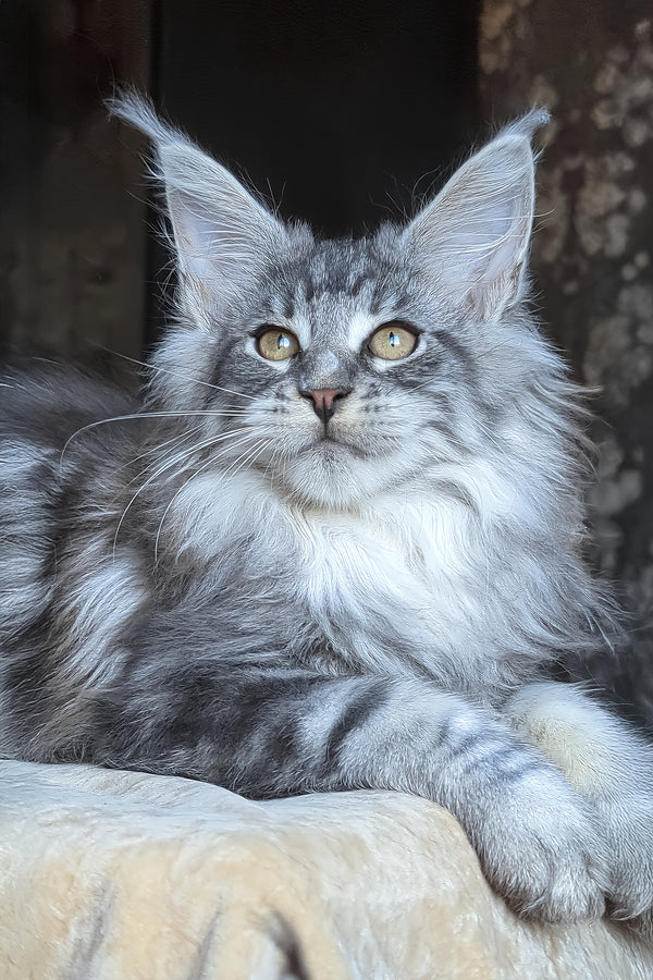 Zeitun | Maine Coon Kitten