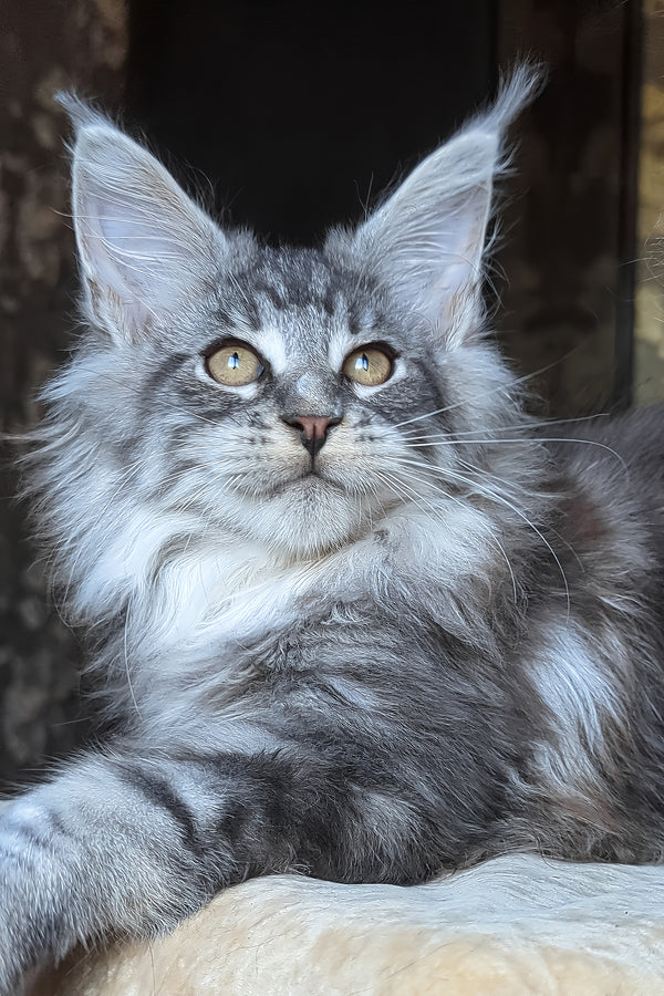 Zeitun | Maine Coon Kitten