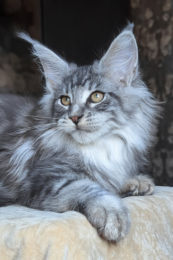 Zeitun | Maine Coon Kitten