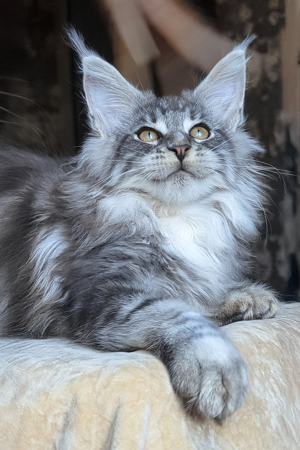 Zeitun | Maine Coon Kitten