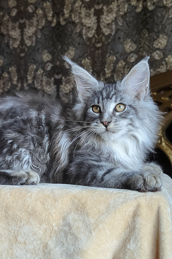 Zeitun | Maine Coon Kitten