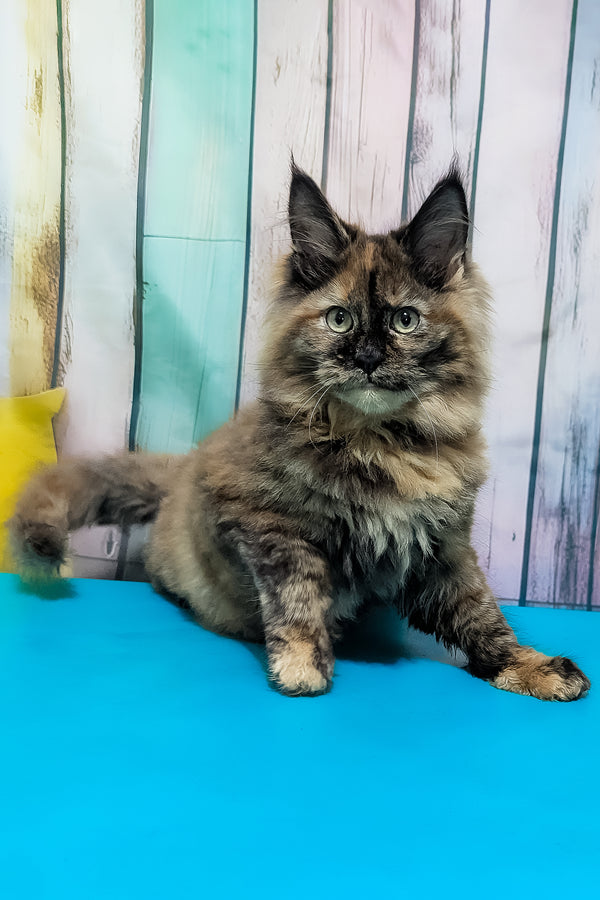 Zelda | Maine Coon Kitten