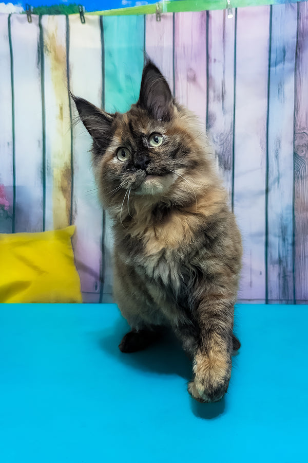 Zelda | Maine Coon Kitten