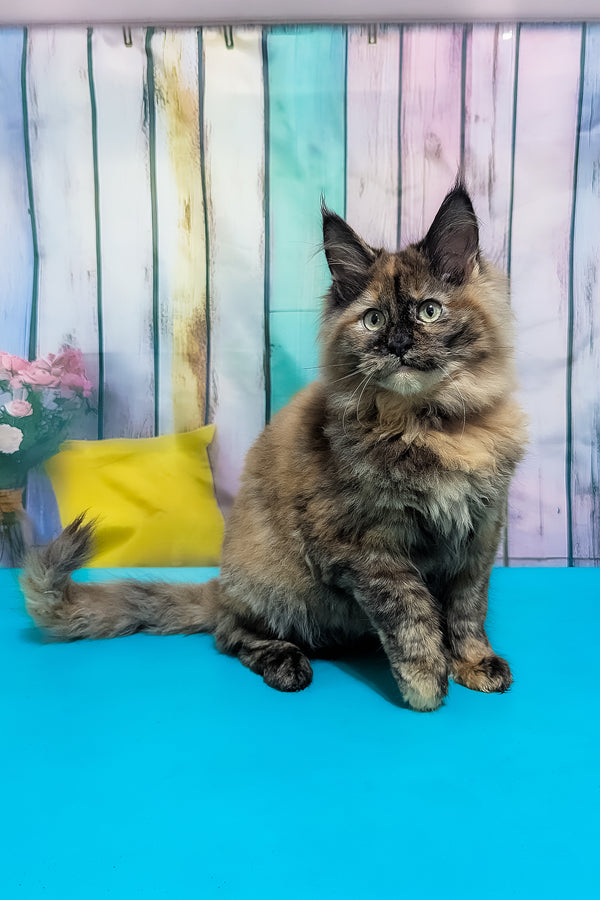 Zelda | Maine Coon Kitten