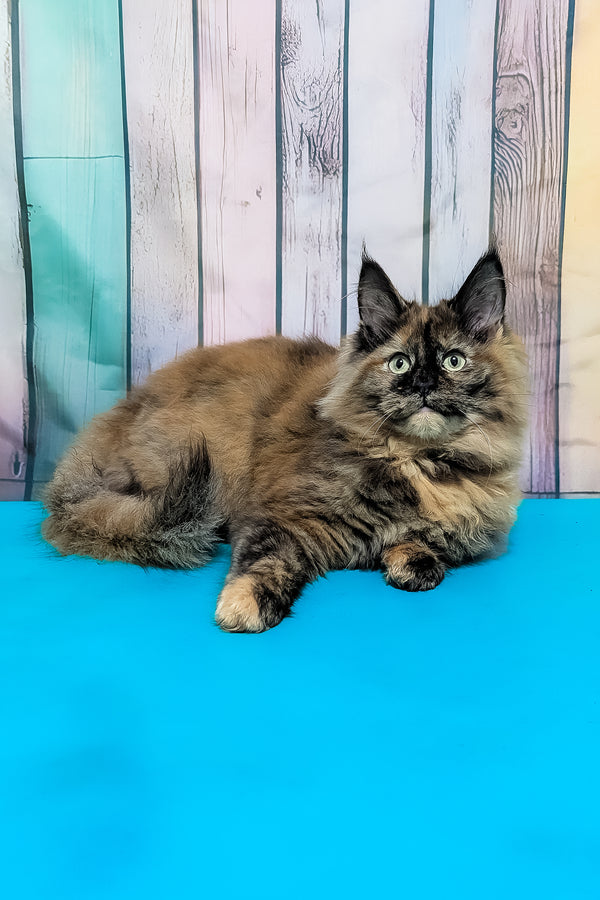 Zelda | Maine Coon Kitten