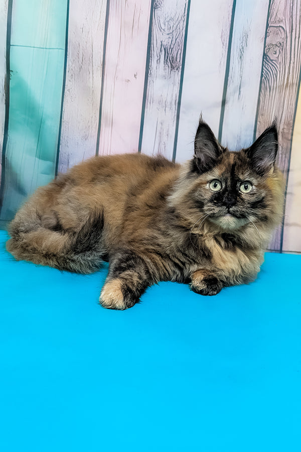 Zelda | Maine Coon Kitten