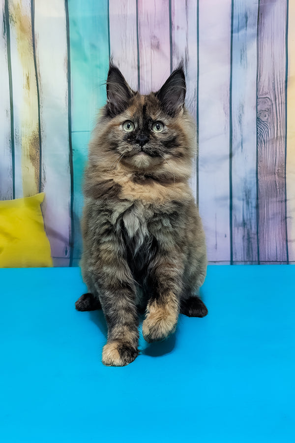 Zelda | Maine Coon Kitten