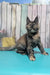 Zelda | Maine Coon Kitten