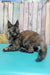 Zelda | Maine Coon Kitten
