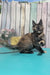 Zelda | Maine Coon Kitten