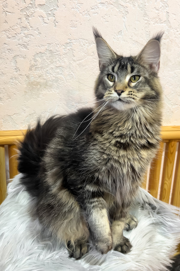 Zelma | Maine Coon Kitten
