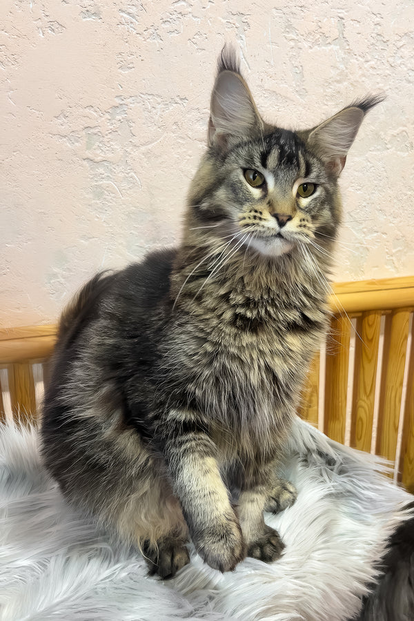 Zelma | Maine Coon Kitten