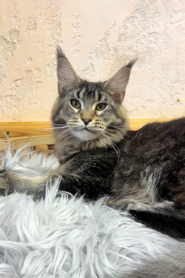 Zelma | Maine Coon Kitten