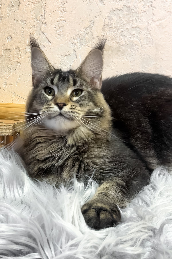 Zelma | Maine Coon Kitten