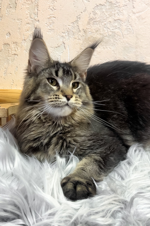 Zelma | Maine Coon Kitten