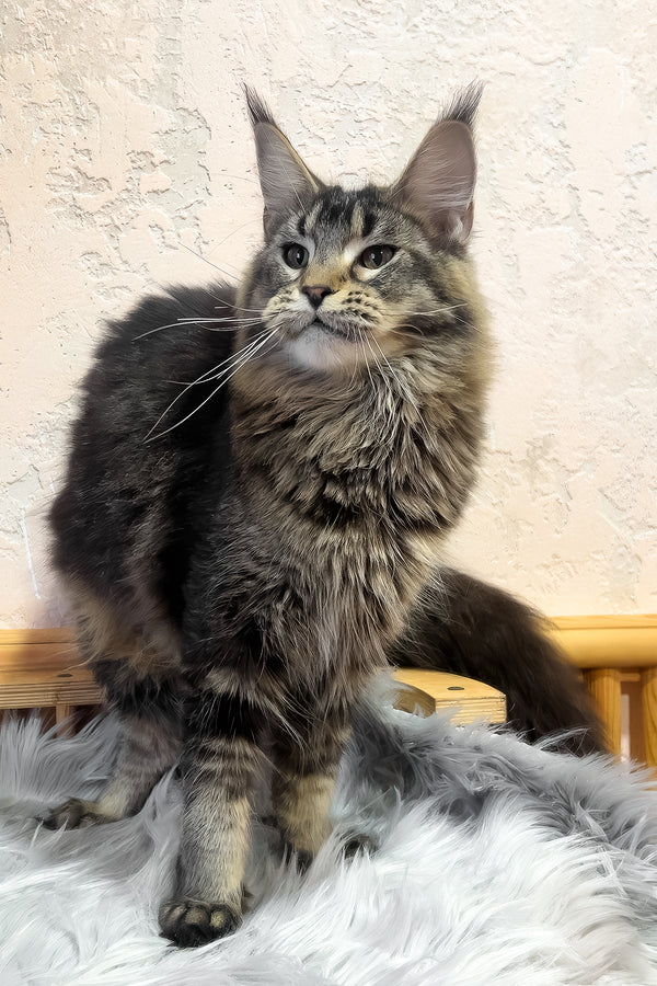 Zelma | Maine Coon Kitten