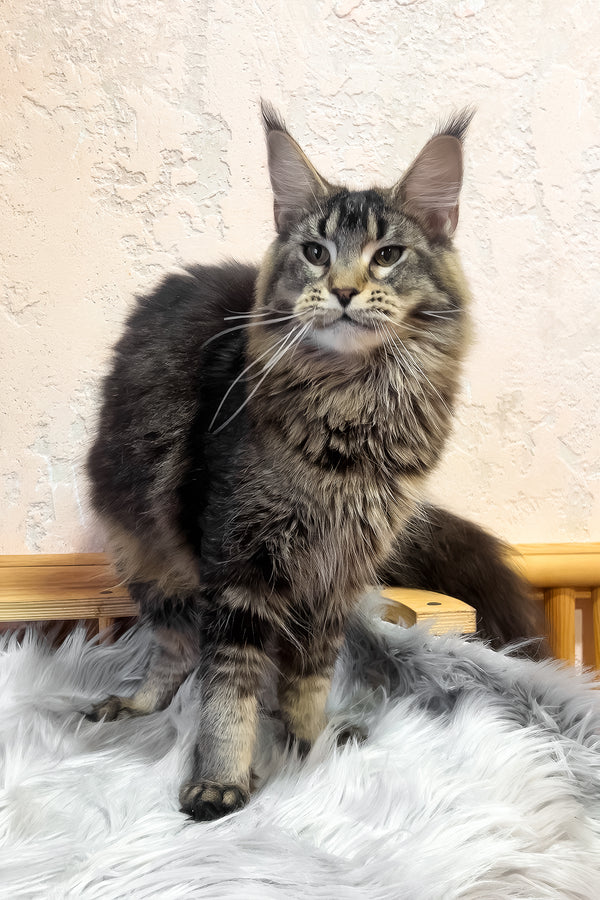 Zelma | Maine Coon Kitten