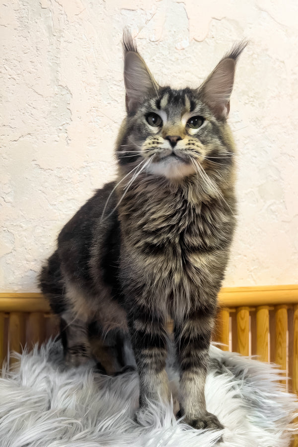 Zelma | Maine Coon Kitten