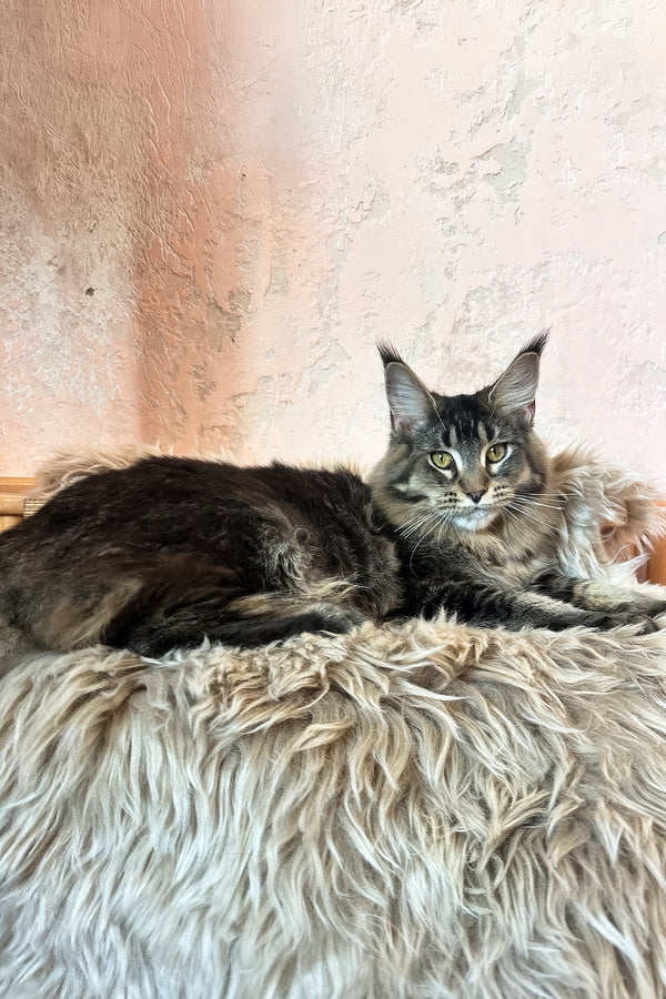 Zelma | Maine Coon Kitten