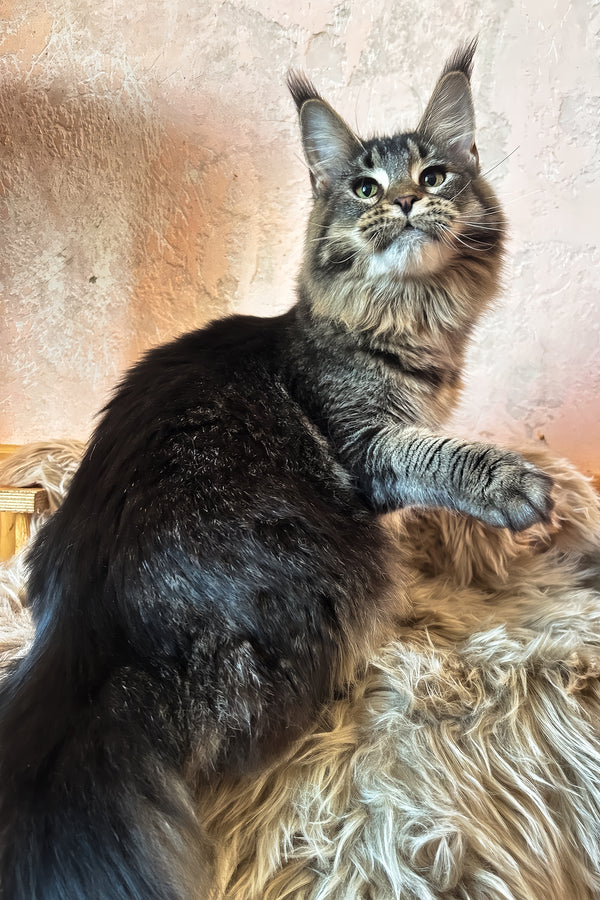 Zelma | Maine Coon Kitten