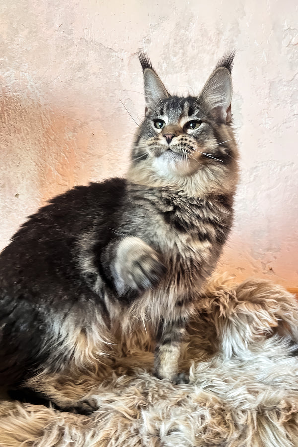 Zelma | Maine Coon Kitten