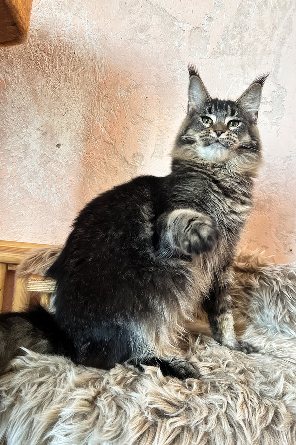 Zelma | Maine Coon Kitten