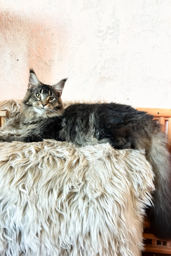 Zelma | Maine Coon Kitten