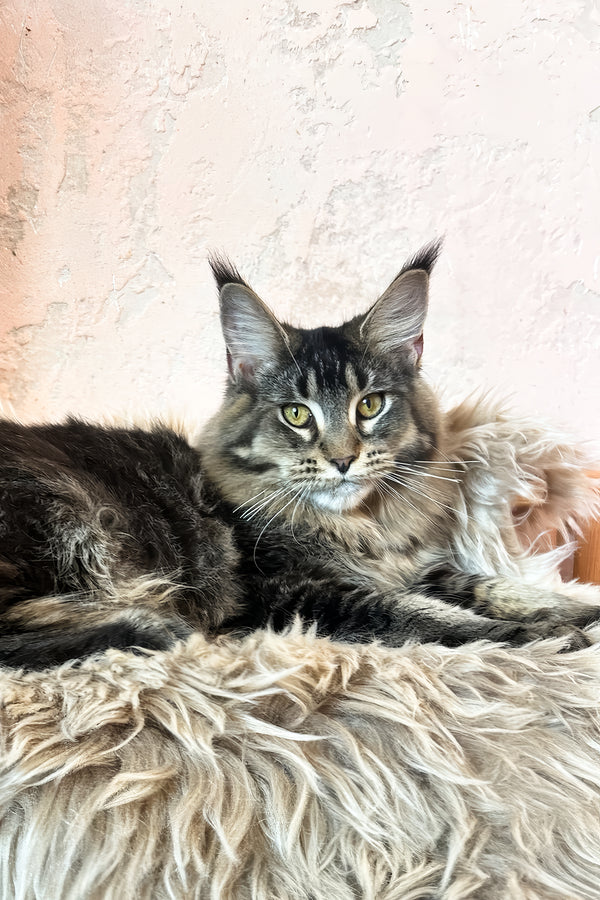 Zelma | Maine Coon Kitten