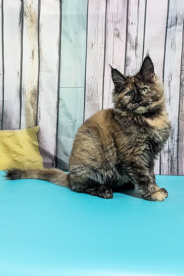 Zelda | Maine Coon Kitten