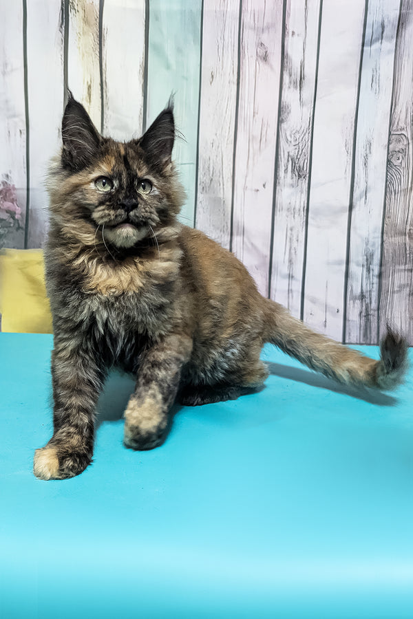 Zelda | Maine Coon Kitten