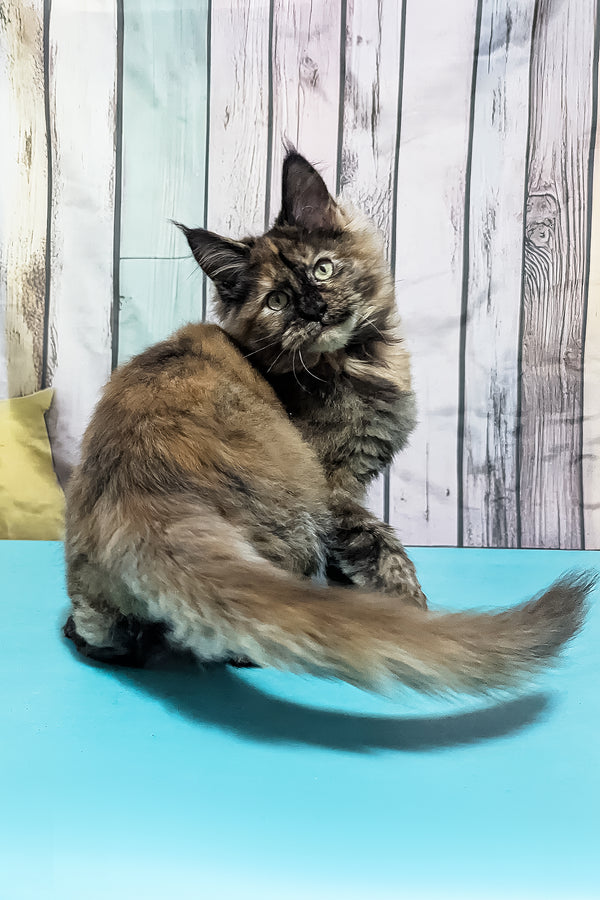Zelda | Maine Coon Kitten