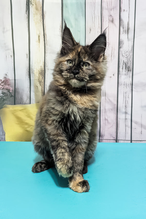 Zelda | Maine Coon Kitten