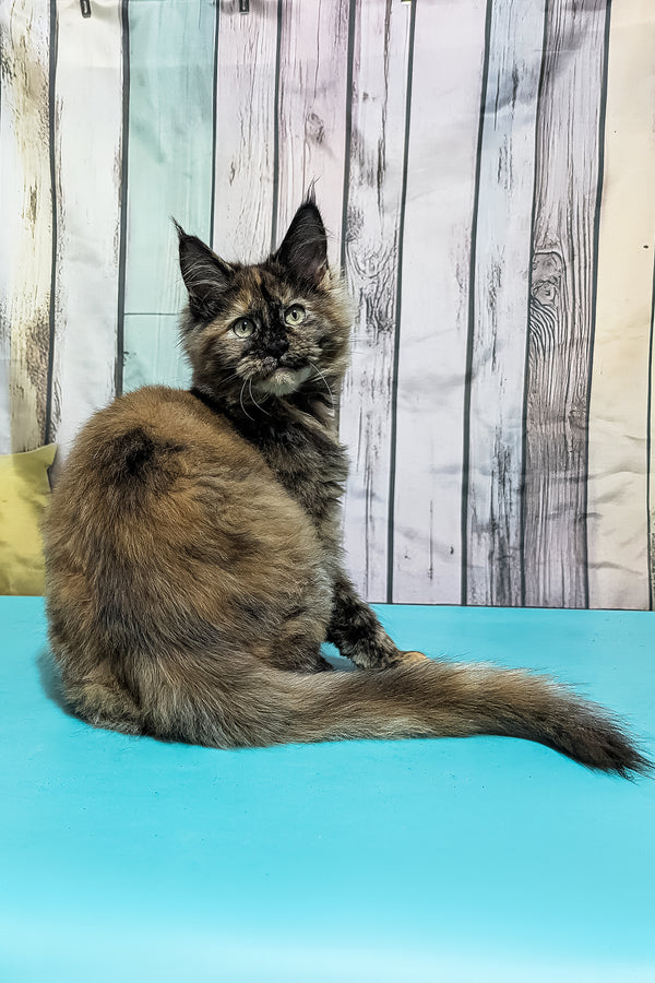 Zelda | Maine Coon Kitten