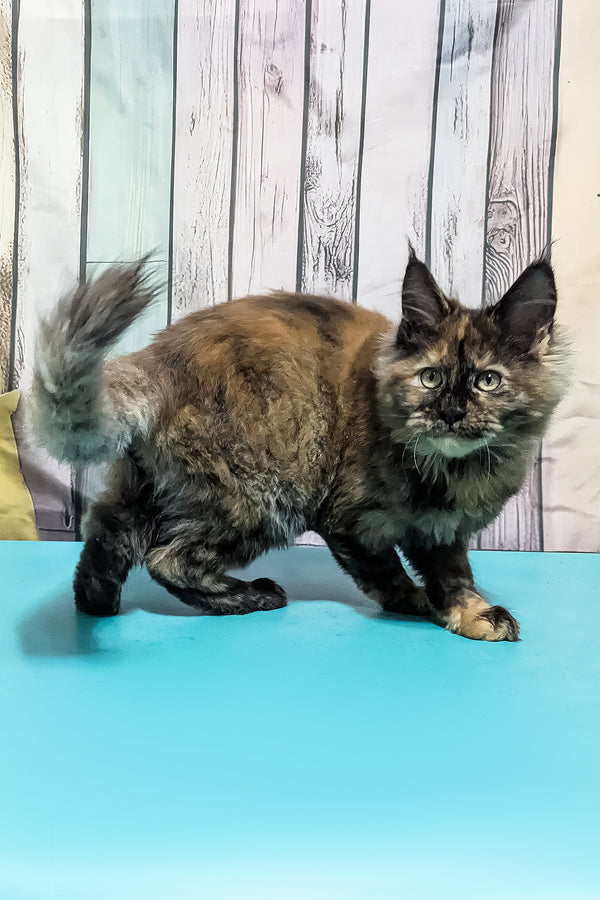 Zelda | Maine Coon Kitten