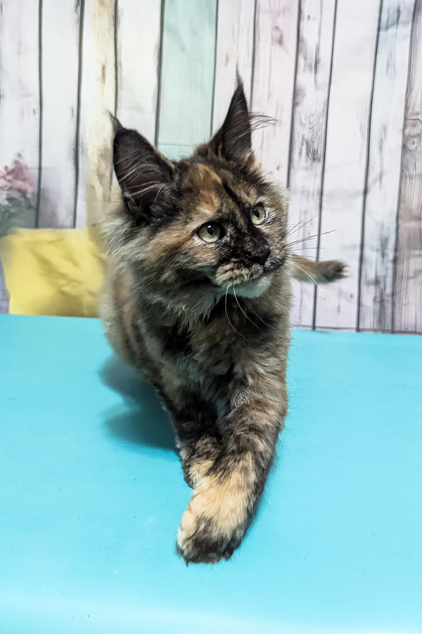 Zelda | Maine Coon Kitten