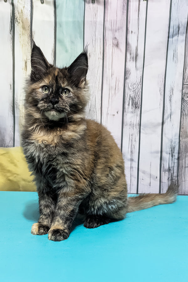 Zelda | Maine Coon Kitten