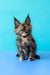 Zelda | Maine Coon Kitten