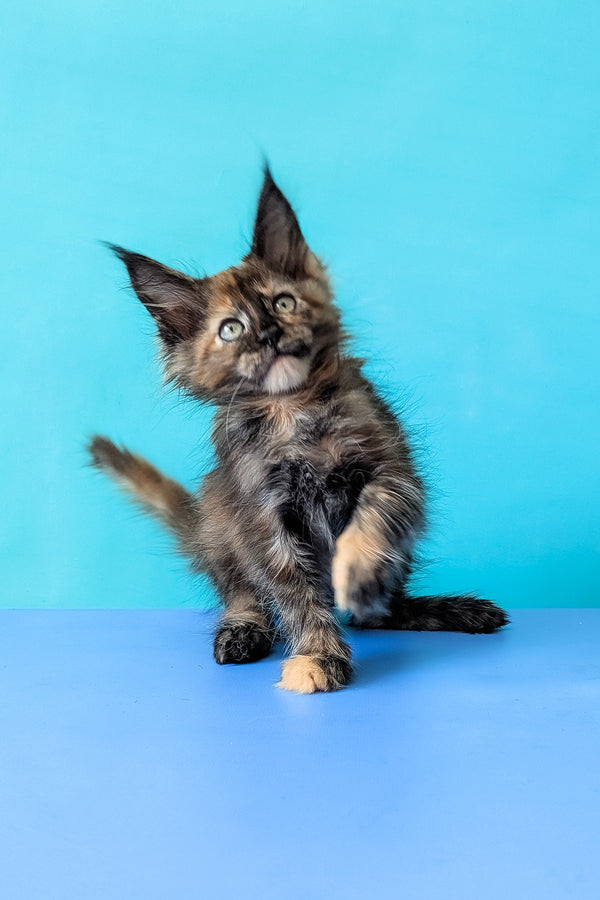 Zelda | Maine Coon Kitten