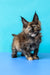 Zelda | Maine Coon Kitten