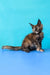 Zelda | Maine Coon Kitten