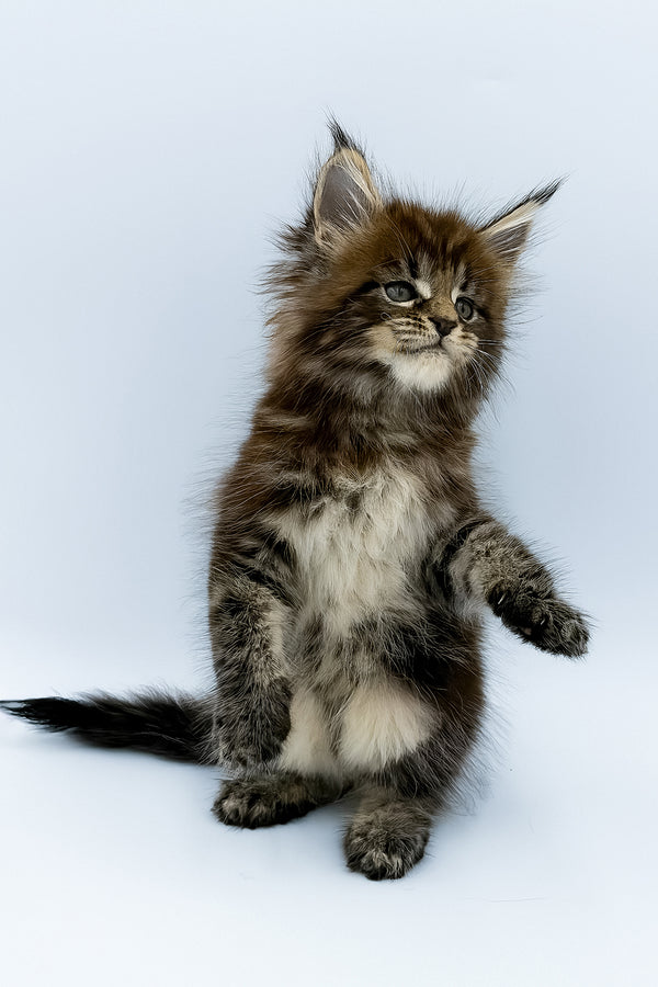 Zelya | Maine Coon Kitten