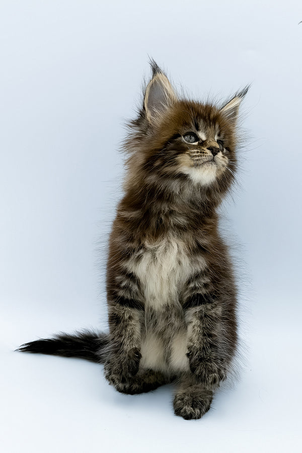 Zelya | Maine Coon Kitten