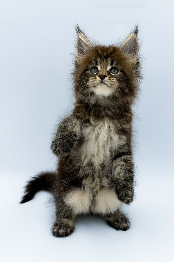 Zelya | Maine Coon Kitten