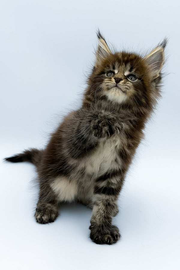 Zelya | Maine Coon Kitten