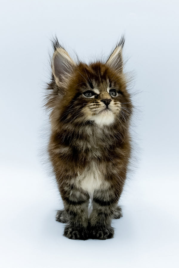 Zelya | Maine Coon Kitten