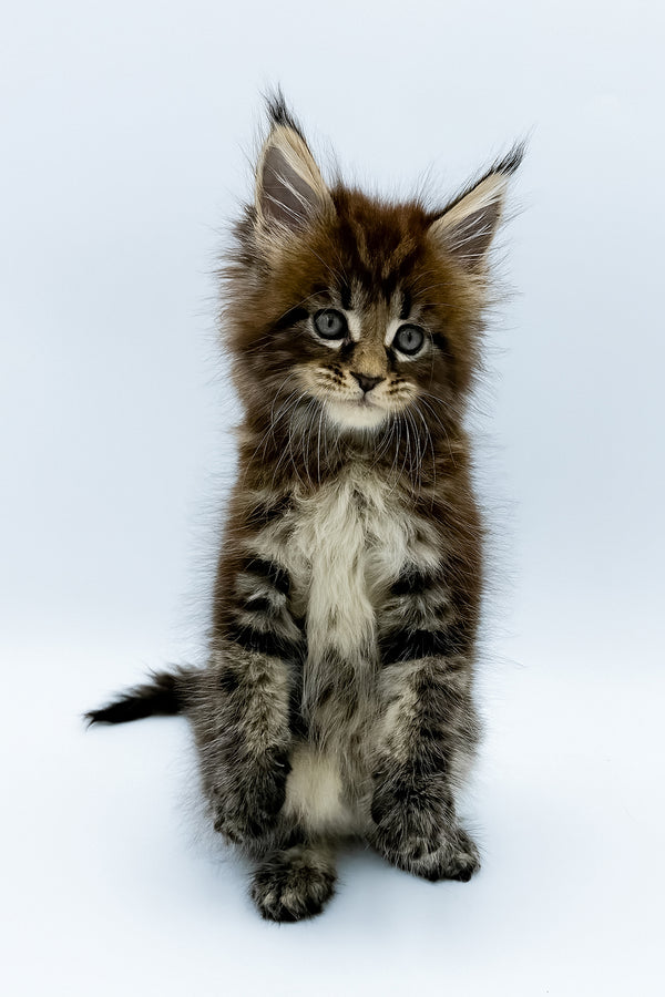 Zelya | Maine Coon Kitten