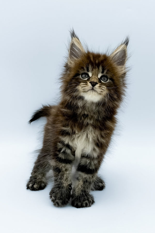 Zelya | Maine Coon Kitten
