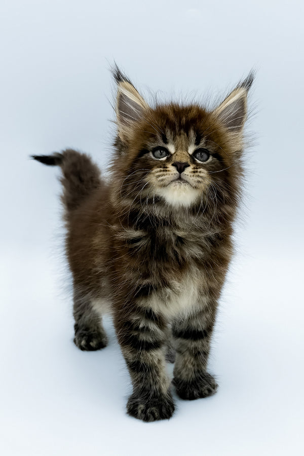 Zelya | Maine Coon Kitten